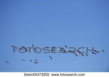 Stock Photography - Black crowned cranes (Balearica pavonina), South Lungwa National Park, Zambia, Africa. Fotosearch