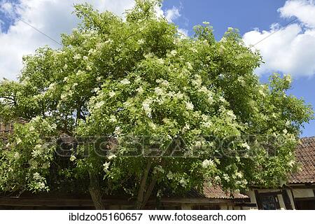 Black Elder or European Elderberry (Sambucus nigra) View Large Photo Image Stock Photo - Black Elder or European Elderberry (Sambucus nigra). Fotosearch