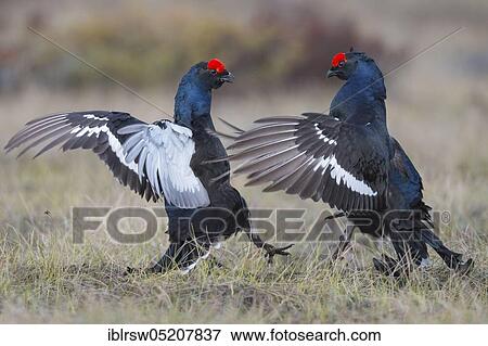 Stock Photo - Black Grouse cocks (Lyrurus tetrix), Sweden, Europe. Fotosearch