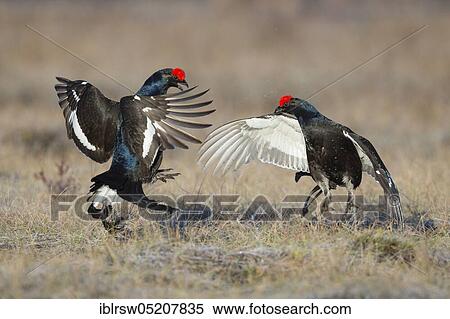 Black Grouse cocks (Lyrurus tetrix), Sweden, Europe View Large Photo Image Stock Photography - Black Grouse cocks (Lyrurus tetrix), Sweden, Europe. Fotosearch