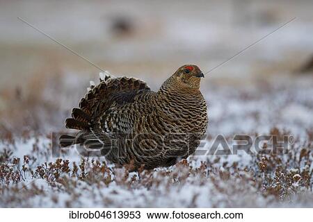Black grouse (Tetrao tetrix), hen excited on mating arena, Kainuu, Finland, Europe View Large Photo Image Stock Image - Black grouse (Tetrao tetrix), hen excited on mating arena, Kainuu, Finland, Europe. Fotosearch