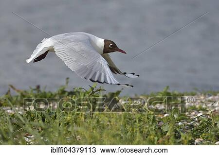 Black-headed gull (Larus ridibundus) flying, Texel, North Holland, Holland, Netherlands View Large Photo Image Stock Image - Black-headed gull (Larus ridibundus) flying, Texel, North Holland, Holland, Netherlands. Fotosearch