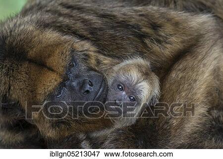 Black Howler (Alouatta caraya), female with young, captive, Western Cape Province, South Africa, Africa View Large Photo Image Stock Photo - Black Howler (Alouatta caraya), female with young, captive, Western Cape Province, South Africa, Africa. Fotosearch