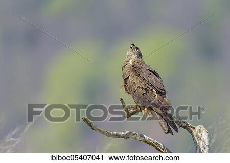 Black kite (Milvus migrans), Mecklenburg-Vorpommern, Germany, Europe View Large Photo Image Stock Image - Black kite (Milvus migrans), Mecklenburg-Vorpommern, Germany, Europe. Fotosearch