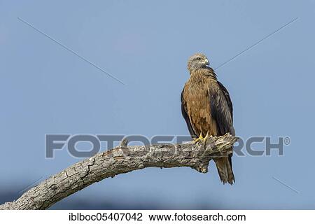 Stock Image - Black kite (Milvus migrans), Mecklenburg-Vorpommern, Germany, Europe. Fotosearch