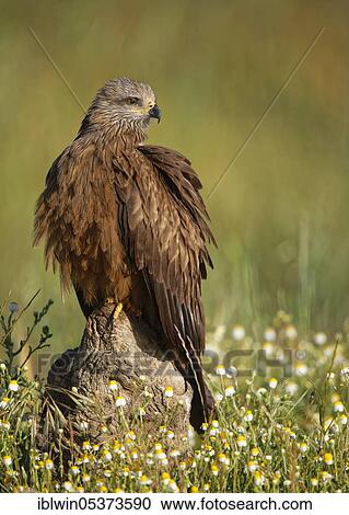 Black kite (Milvus migrans), Castilla-La Mancha, Spain, Europe View Large Photo Image Stock Image - Black kite (Milvus migrans), Castilla-La Mancha, Spain, Europe. Fotosearch
