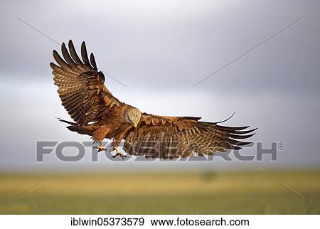 Black kite (Milvus migrans), Castilla-La Mancha Spain View Large Photo Image Stock Photo - Black kite (Milvus migrans), Castilla-La Mancha Spain. Fotosearch