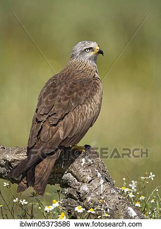 Black kite (Milvus migrans), Castilla-La Mancha, Spain, Europe View Large Photo Image Stock Photograph - Black kite (Milvus migrans), Castilla-La Mancha, Spain, Europe. Fotosearch