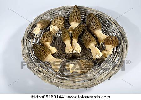 Black morel (Morchella conica) View Large Photo Image Picture - Black morel (Morchella conica). Fotosearch