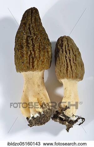 Stock Image - Black morel (Morchella conica). Fotosearch