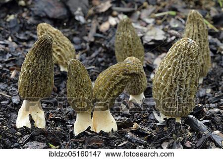 Stock Photo - Black morel (Morchella conica). Fotosearch