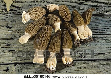 Black morel (Morchella conica) View Large Photo Image Stock Photograph - Black morel (Morchella conica). Fotosearch