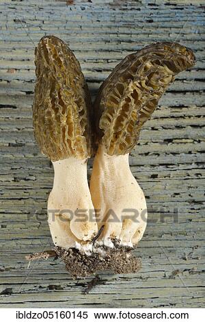 Black morel (Morchella conica) View Large Photo Image Stock Photography - Black morel (Morchella conica). Fotosearch