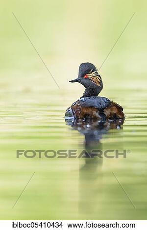 Picture - Black-necked Grebe (Podiceps nigricollis), Bavaria, Germany, Europe. Fotosearch