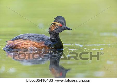 Black-necked Grebe (Podiceps nigricollis), Bavaria, Germany, Europe View Large Photo Image Stock Image - Black-necked Grebe (Podiceps nigricollis), Bavaria, Germany, Europe. Fotosearch