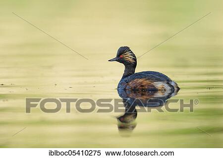 Black-necked Grebe (Podiceps nigricollis), Bavaria, Germany, Europe View Large Photo Image Stock Photography - Black-necked Grebe (Podiceps nigricollis), Bavaria, Germany, Europe. Fotosearch