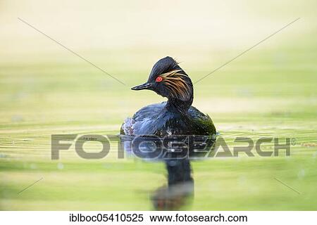 Black-necked Grebe (Podiceps nigricollis), Bavaria, Germany, Europe View Large Photo Image Stock Photography - Black-necked Grebe (Podiceps nigricollis), Bavaria, Germany, Europe. Fotosearch