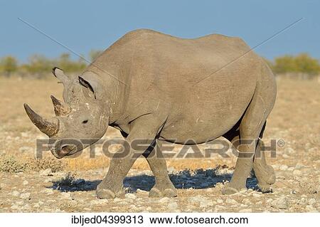 Black rhinoceros (Diceros bicornis), walking on arid grassland, Etosha National Park, Namibia, Africa View Large Photo Image Stock Image - Black rhinoceros (Diceros bicornis), walking on arid grassland, Etosha National Park, Namibia, Africa. Fotosearch