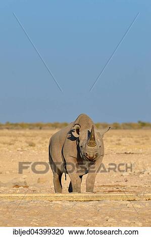 Black rhinoceros (Diceros bicornis), with torn right ear, standing at artificial waterhole, Etosha National Park, Namibia, Africa View Large Photo Image Stock Image - Black rhinoceros (Diceros bicornis), with torn right ear, standing at artificial waterhole, Etosha National Park, Namibia, Africa. Fotosearch