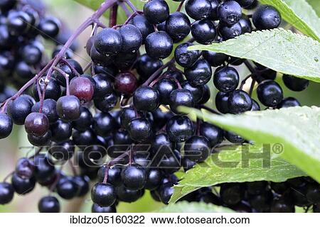 Black (Sambucus nigra) elderberries View Large Photo Image Stock Image - Black (Sambucus nigra) elderberries. Fotosearch