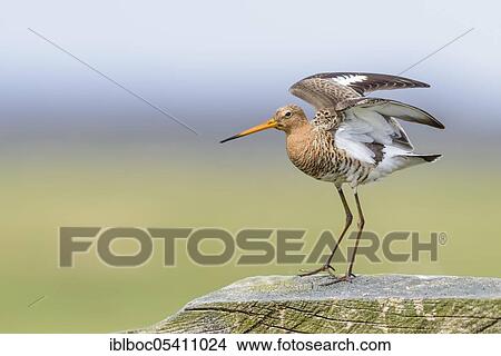 Picture - Black-tailed godwit (Limosa limosa), Ochsenmoor, Lower Saxony, Germany, Europe. Fotosearch
