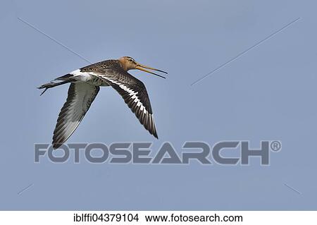Black-tailed godwit (Limosa limosa) flying, nuptial plumage, adult, Texel, North Holland, Holland, Netherlands View Large Photo Image Picture - Black-tailed godwit (Limosa limosa) flying, nuptial plumage, adult, Texel, North Holland, Holland, Netherlands. Fotosearch