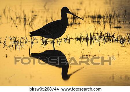 Black-tailed godwit (Limosa limosa) Osterfeiner Wiesen, Lower Saxony, Germany, Europe View Large Photo Image Picture - Black-tailed godwit (Limosa limosa) Osterfeiner Wiesen, Lower Saxony, Germany, Europe. Fotosearch