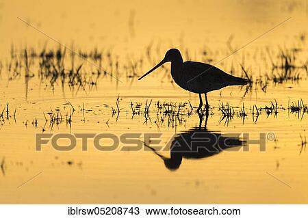 Black-tailed godwit (Limosa limosa) Osterfeiner Wiesen, Lower Saxony, Germany, Europe View Large Photo Image Stock Image - Black-tailed godwit (Limosa limosa) Osterfeiner Wiesen, Lower Saxony, Germany, Europe. Fotosearch