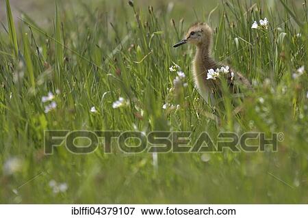 Black-tailed godwit (Limosa limosa), chick in flowering meadow, Texel, North Holland, Holland, Netherlands View Large Photo Image Stock Photo - Black-tailed godwit (Limosa limosa), chick in flowering meadow, Texel, North Holland, Holland, Netherlands. Fotosearch