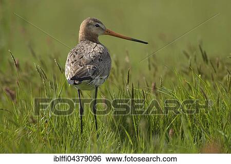 Black-tailed godwit (Limosa limosa), adult in tall grass, nuptial plumage, Texel, North Holland, Holland, Netherlands View Large Photo Image Stock Photograph - Black-tailed godwit (Limosa limosa), adult in tall grass, nuptial plumage, Texel, North Holland, Holland, Netherlands. Fotosearch