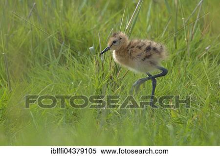 Black-tailed godwit (Limosa limosa), chick running through meadow, Texel, North Holland, Holland, Netherlands View Large Photo Image Stock Photography - Black-tailed godwit (Limosa limosa), chick running through meadow, Texel, North Holland, Holland, Netherlands. Fotosearch