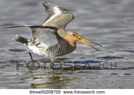 Stock Photography - Black-tailed godwit (Limosa limosa) Osterfeiner Wiesen, Lower Saxony, Germany, Europe. Fotosearch