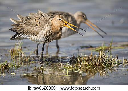 Black-tailed godwits (Limosa limosa) Osterfeiner Wiesen, Lower Saxony, Germany, Europe View Large Photo Image Stock Image - Black-tailed godwits (Limosa limosa) Osterfeiner Wiesen, Lower Saxony, Germany, Europe. Fotosearch