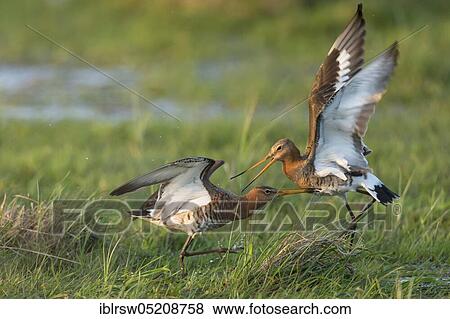 Black-tailed godwits (Limosa limosa) Osterfeiner Wiesen, Lower Saxony, Germany, Europe View Large Photo Image Stock Photo - Black-tailed godwits (Limosa limosa) Osterfeiner Wiesen, Lower Saxony, Germany, Europe. Fotosearch