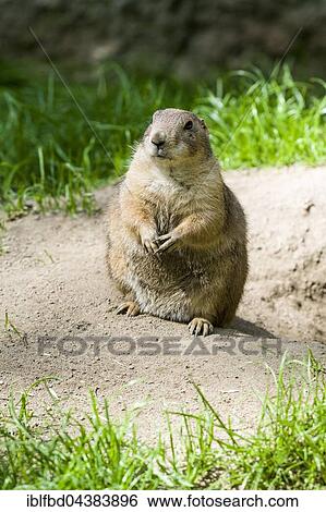 Stock Photograph - Black-tailed prairie dog (Cynomys ludovicianus) is sitting on the ground, captive, Leipzig, Saxony, Germany, Europe. Fotosearch