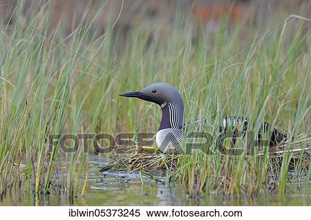 Stock Photography - Black-throated loon (Gavia arctica) at the nest, Sweden, Europe. Fotosearch