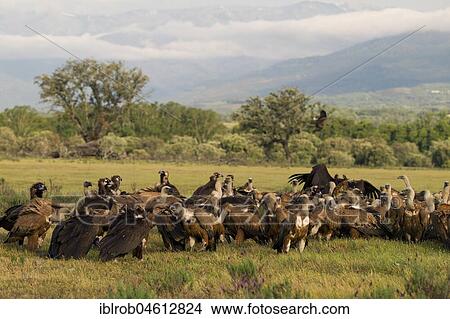 Picture - Black Vulture and Griffon Vulture, Extremadura, Extremadura, Spain, Europe. Fotosearch