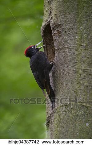 Black woodpecker (Dryocopus martius) at nesting hole, Wittlich, Rhineland-Palatinate, Germany, Europe View Large Photo Image Stock Image - Black woodpecker (Dryocopus martius) at nesting hole, Wittlich, Rhineland-Palatinate, Germany, Europe. Fotosearch