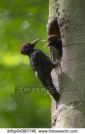 Black woodpecker (Dryocopus martius) at the nesting hole, with young bird, Wittlich, Rhineland-Palatinate, Germany, Europe View Large Photo Image Stock Photograph - Black woodpecker (Dryocopus martius) at the nesting hole, with young bird, Wittlich, Rhineland-Palatinate, Germany, Europe. Fotosearch