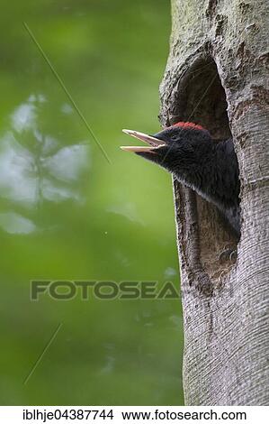 Black woodpecker (Dryocopus martius), young bird looking out of nesting hole, Wittlich, Rhineland-Palatinate, Germany, Europe View Large Photo Image Picture - Black woodpecker (Dryocopus martius), young bird looking out of nesting hole, Wittlich, Rhineland-Palatinate, Germany, Europe. Fotosearch