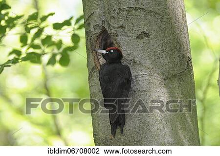 Black woodpecker (Dryocopus martius), in front of the breeding cavity in a beech tree, North Rhine-Westphalia, Germany, Europe View Large Photo Image Stock Image - Black woodpecker (Dryocopus martius), in front of the breeding cavity in a beech tree, North Rhine-Westphalia, Germany, Europe. Fotosearch