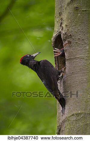 Black woodpecker (Dryocopus martius) with young birds, at nesting hole, Wittlich, Rhineland-Palatinate, Germany, Europe View Large Photo Image Stock Image - Black woodpecker (Dryocopus martius) with young birds, at nesting hole, Wittlich, Rhineland-Palatinate, Germany, Europe. Fotosearch
