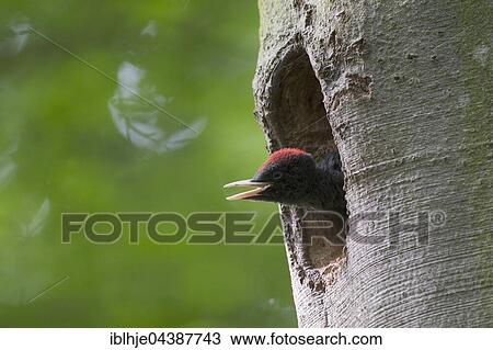 Black woodpecker (Dryocopus martius), young bird looking out of nesting hole, Wittlich, Rhineland-Palatinate, Germany, Europe View Large Photo Image Stock Image - Black woodpecker (Dryocopus martius), young bird looking out of nesting hole, Wittlich, Rhineland-Palatinate, Germany, Europe. Fotosearch
