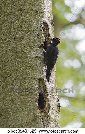 Black woodpecker (Dryocopus martius), Mecklenburg-Vorpommern, Germany, Europe View Large Photo Image Stock Photo - Black woodpecker (Dryocopus martius), Mecklenburg-Vorpommern, Germany, Europe. Fotosearch
