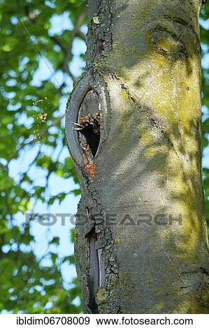 Black woodpecker (Dryocopus martius), throwing chips outside while building a cave, North Rhine-Westphalia, Germany, Europe View Large Photo Image Stock Photo - Black woodpecker (Dryocopus martius), throwing chips outside while building a cave, North Rhine-Westphalia, Germany, Europe. Fotosearch