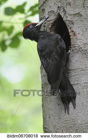 Black woodpecker (Dryocopus martius), in front of the breeding cavity in a beech tree, North Rhine-Westphalia, Germany, Europe View Large Photo Image Stock Photo - Black woodpecker (Dryocopus martius), in front of the breeding cavity in a beech tree, North Rhine-Westphalia, Germany, Europe. Fotosearch