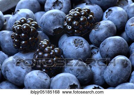 Stock Photo - Blackberries and blueberries, cultivated blueberries. Fotosearch