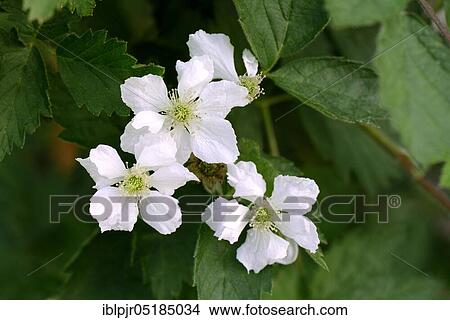 Picture - Blackberry ( Rubus fruticosus) Variety Nessy. Fotosearch