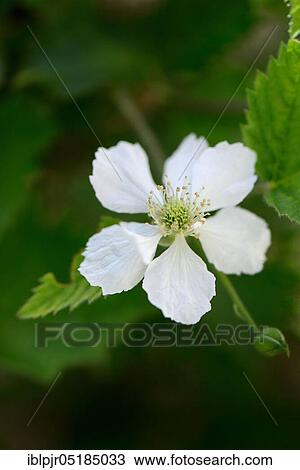 Blackberry ( Rubus fruticosus) Variety Nessy View Large Photo Image Stock Image - Blackberry ( Rubus fruticosus) Variety Nessy. Fotosearch