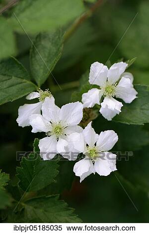 Stock Photography - Blackberry ( Rubus fruticosus) Variety Nessy. Fotosearch